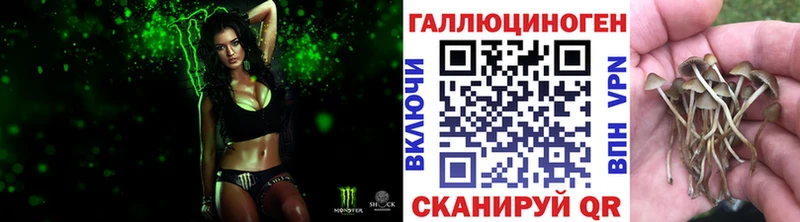 Купить закладки  Новосиль  Псилоцибиновые грибы Cubensis 